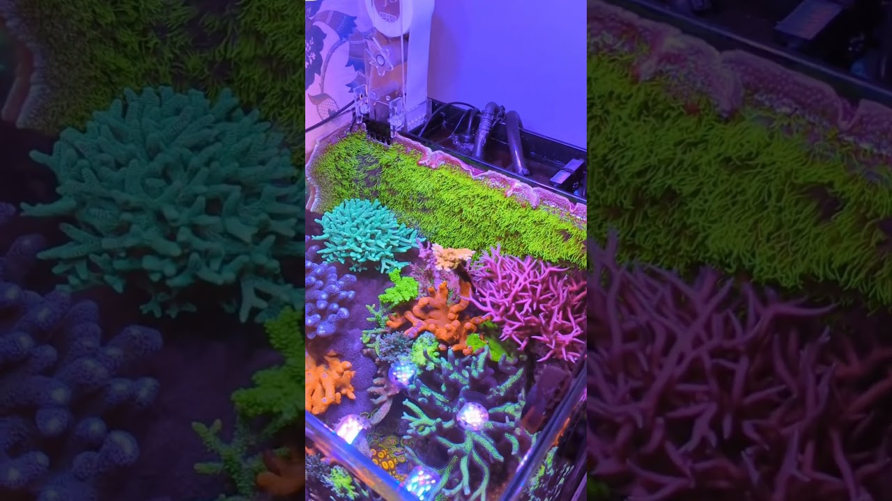 The Best 20g Nano Reef Tank In The World / MK Reefs