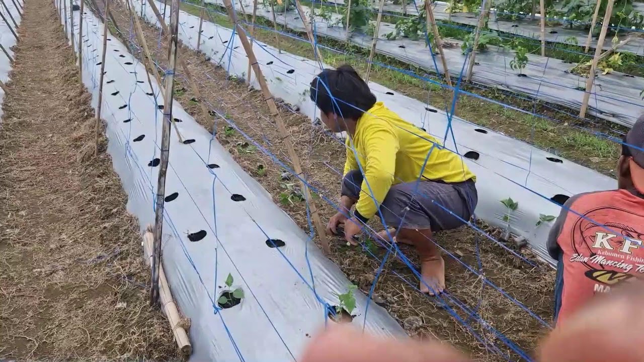 AMAZING CHILI PLANTING HACK: GROW RAWIT SEEDLINGS WITH BARE HANDS! - Agriculture Gardening