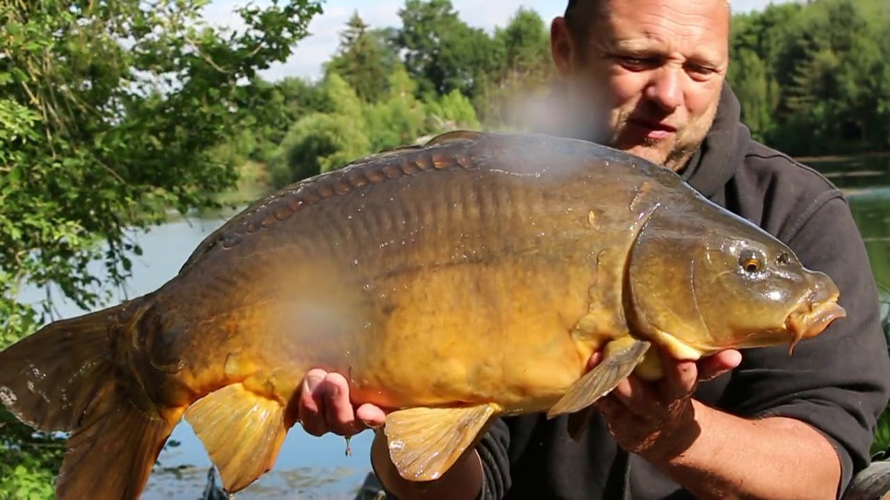 Pêcher la carpe dans la pelouse ! by Carpecanal