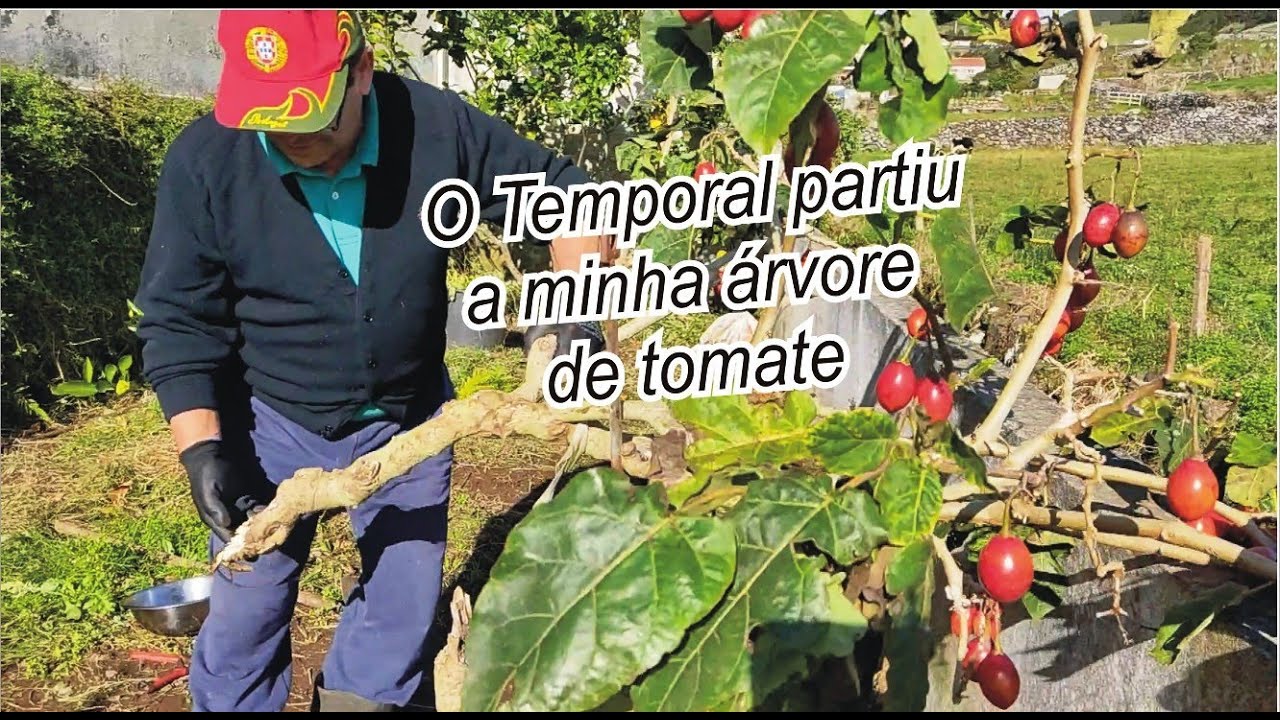 ÁRVORE de TOMATE / TAMARILLO / O TEMPORAL PARTIU-A / Aproveitei os Frutos e Plantei uma Muda