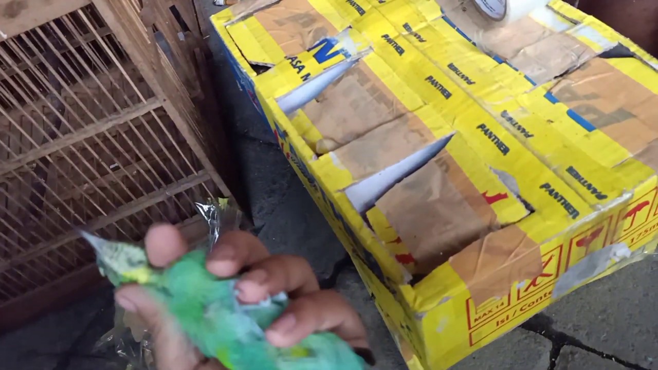 penampakan cucak ijo betina
