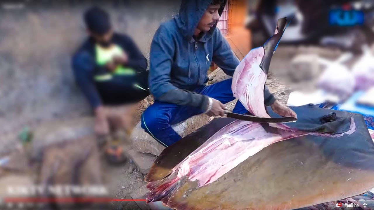 Very Rare Ray Fish Catching and cutting | Kiktv network