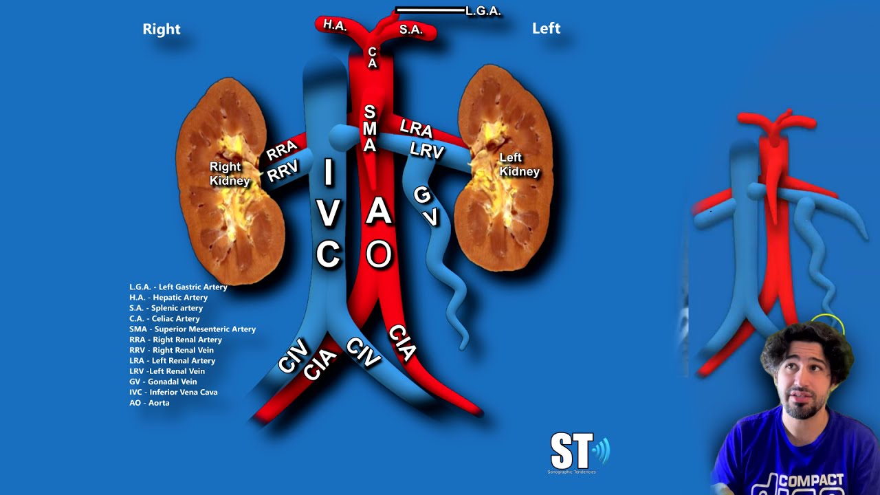 Nutcracker Syndrome and Phenomenon