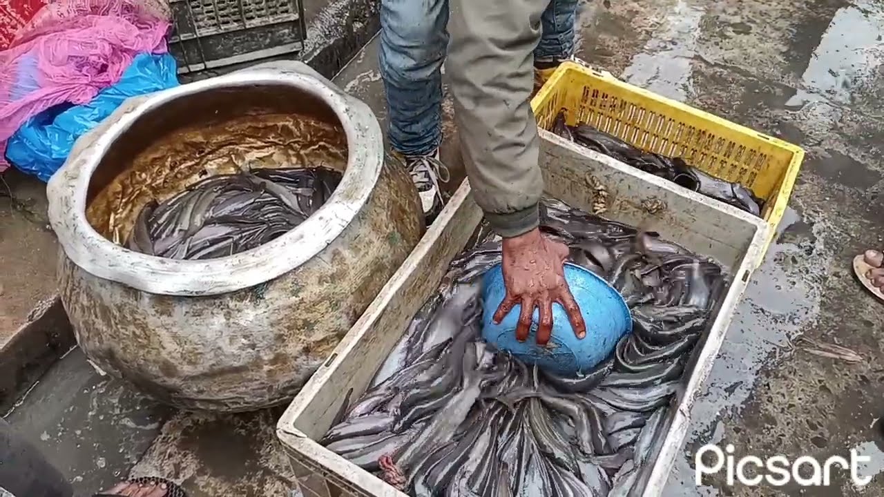 मांगुर मछली कितने रुपे किलो है | Howrah Fish Market Wholesale  Price | How To Magur Fish 