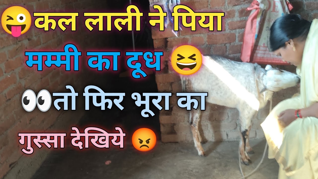 कल लाली ने पिया मम्मी का दूध तो फिर भूरा की नौटंकी को देखिये।।। 😂🤣