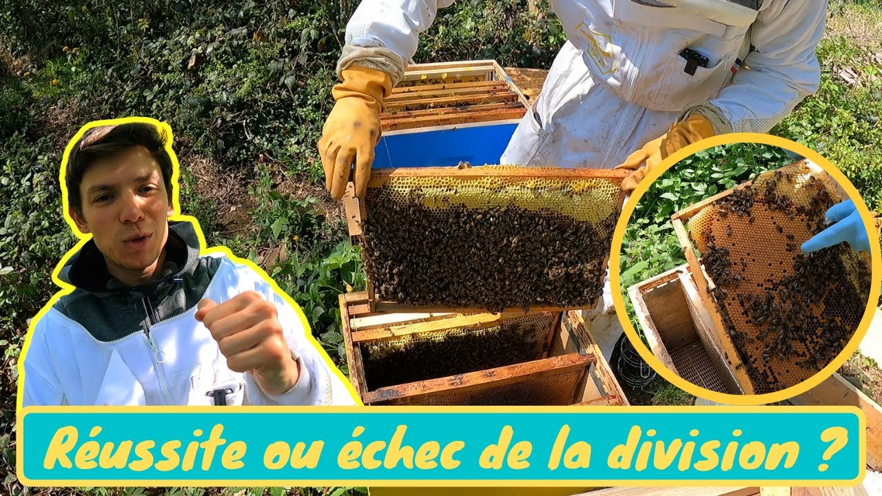 TEST : DIVISION D'UNE COLONIE D'ABEILLES APRÈS ESSAIMAGE SANS DÉPLACEMENT HORS DU RUCHER