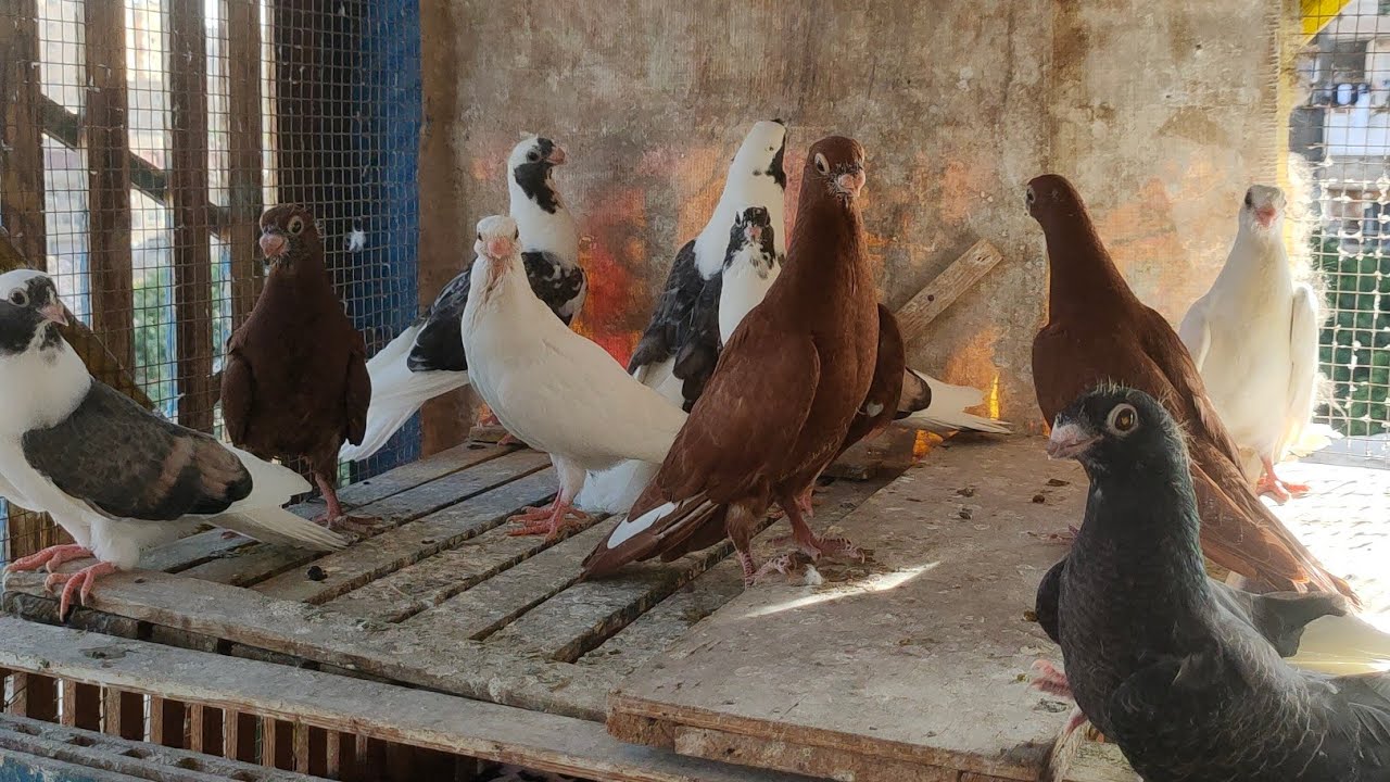 السلاكه وحل مشكله دمعه العين والتنفسي مش مصدق تعال شوف بنفسك مع #كوتوادم