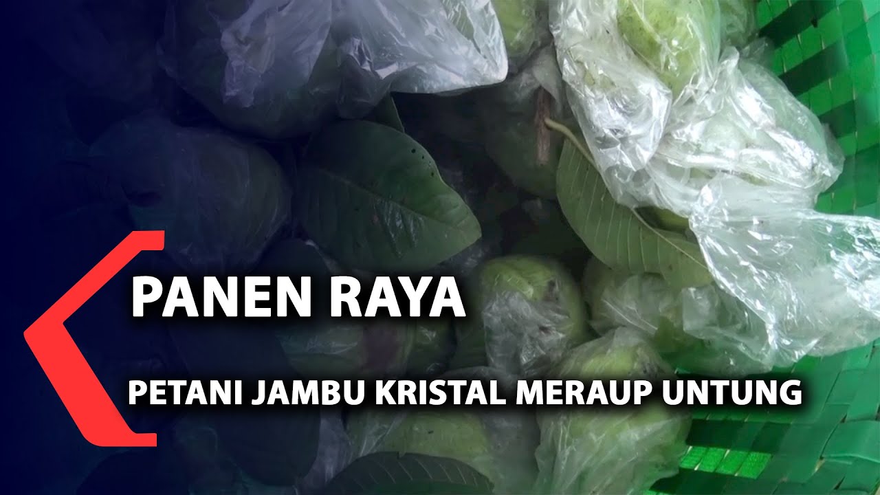 Panen Raya, Petani Jambu Kristal Meraup Untung