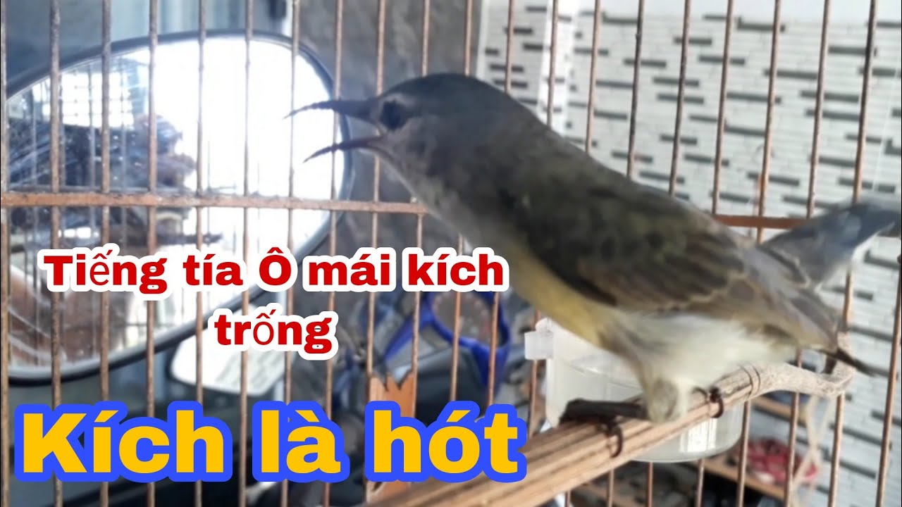 Tiếng tía Ô mái  mồi kích trống mới nhất kích la hót _ Cần Miền Tây