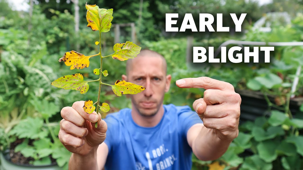 10 COMMON PROBLEMS When Growing Tomatoes and How to FIX THEM