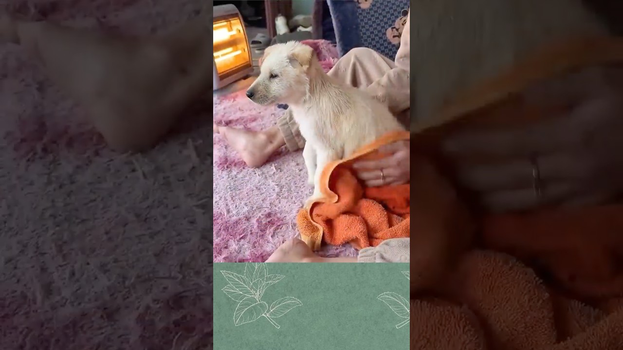 Can a Dirty Stray Turn into a Cutie? #straydogrescue #petlove #kindnessacts #PawsVo #straydogs