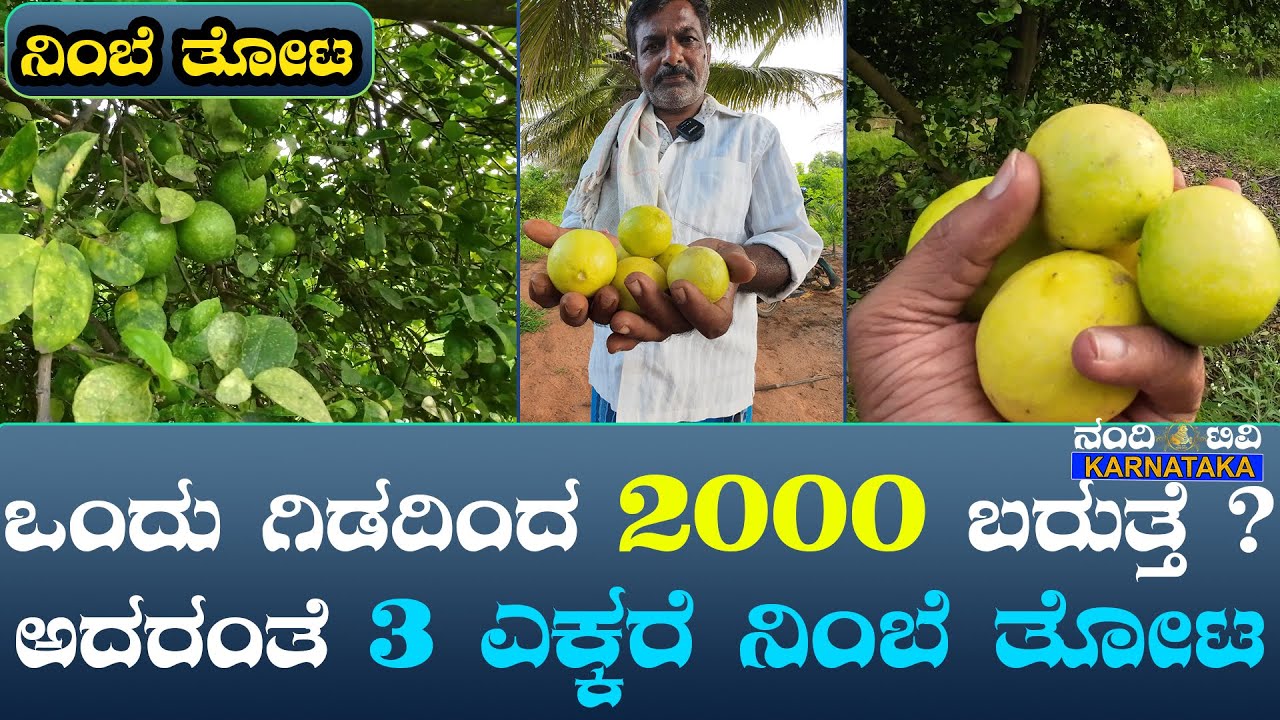 ನಿಂಬೆ ತೋಟದಿಂದ ವರ್ಷಕ್ಕೆ 6 ಲಕ್ಷ | ಈ ತೋಟ ಮಾಡಬೇಕು ಅಂದ್ರೆ ತಾಳ್ಮೆ ಬೇಕು ಅಷ್ಟೆ ! lemon farming #lemonfarming