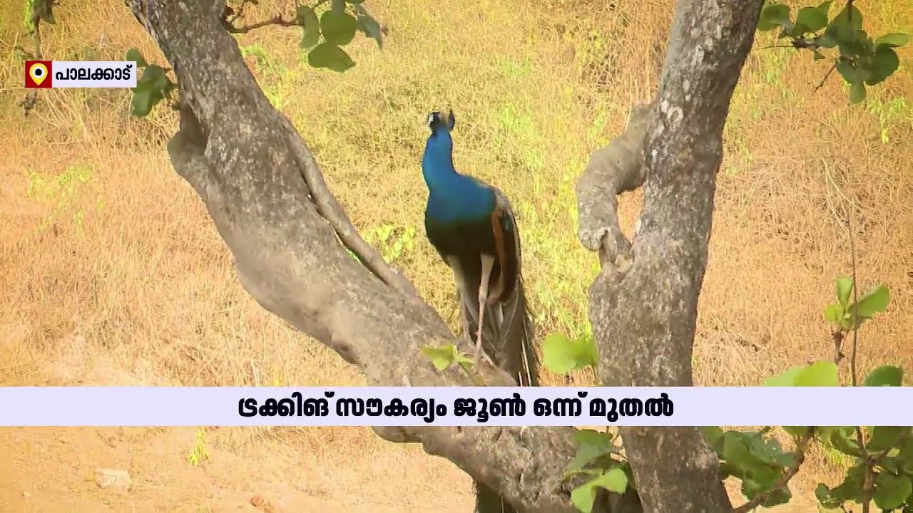 മയിലുകളേയും കണ്ടൊരു മഴ നടത്തം | Chulanur Peafowl Sanctuary | Palakkad