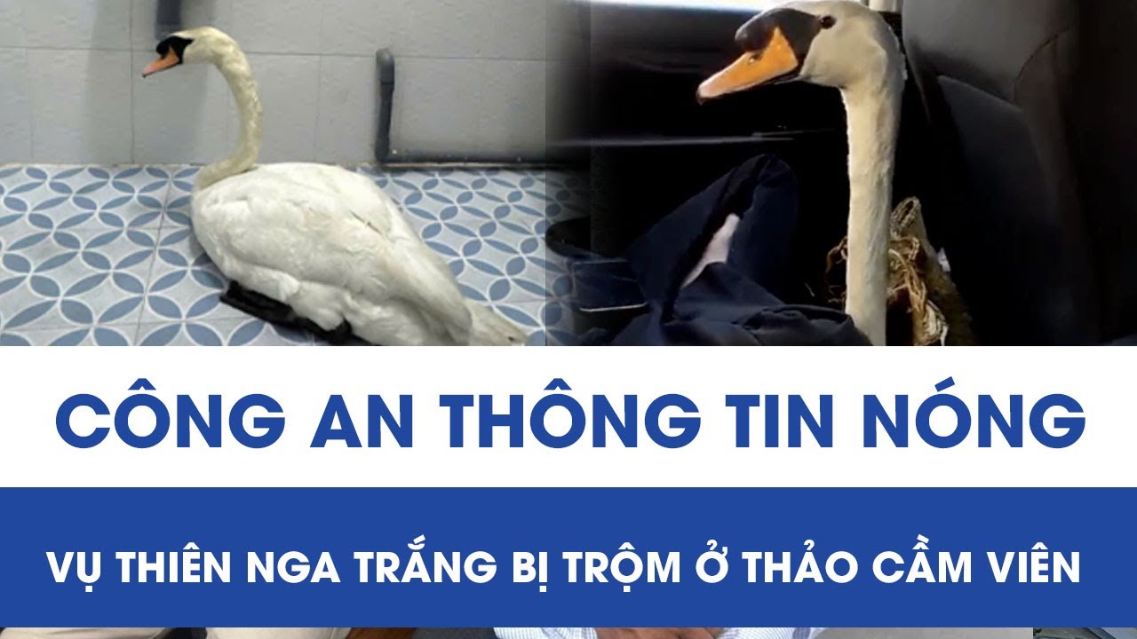 Công an TP HCM thông tin nóng vụ cá thể thiên nga bị trộm tại Thảo Cầm viên Sài Gòn