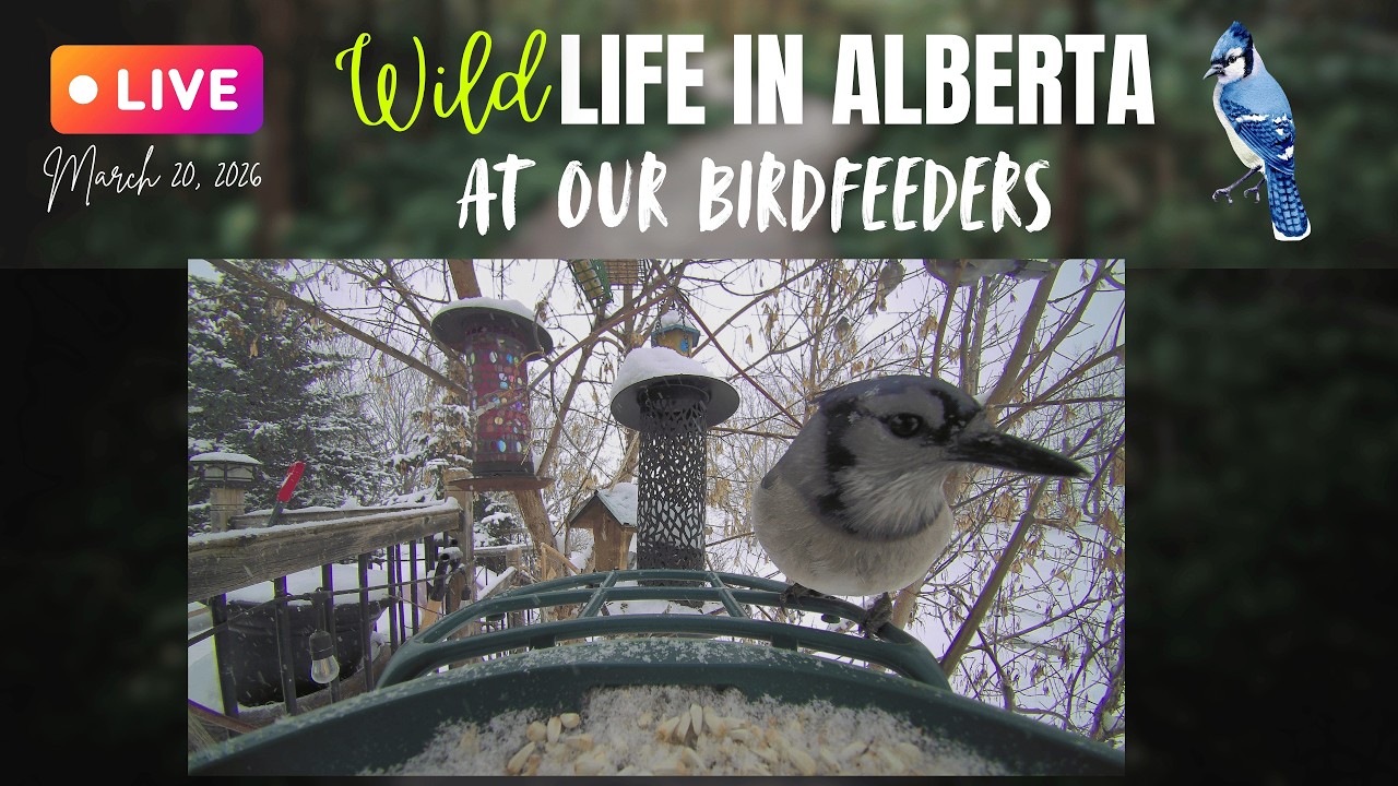 It's Snowing AGAIN at our #Birdfeeders in #Alberta #Canada ☃️ #birds #livestream #livecam #snow