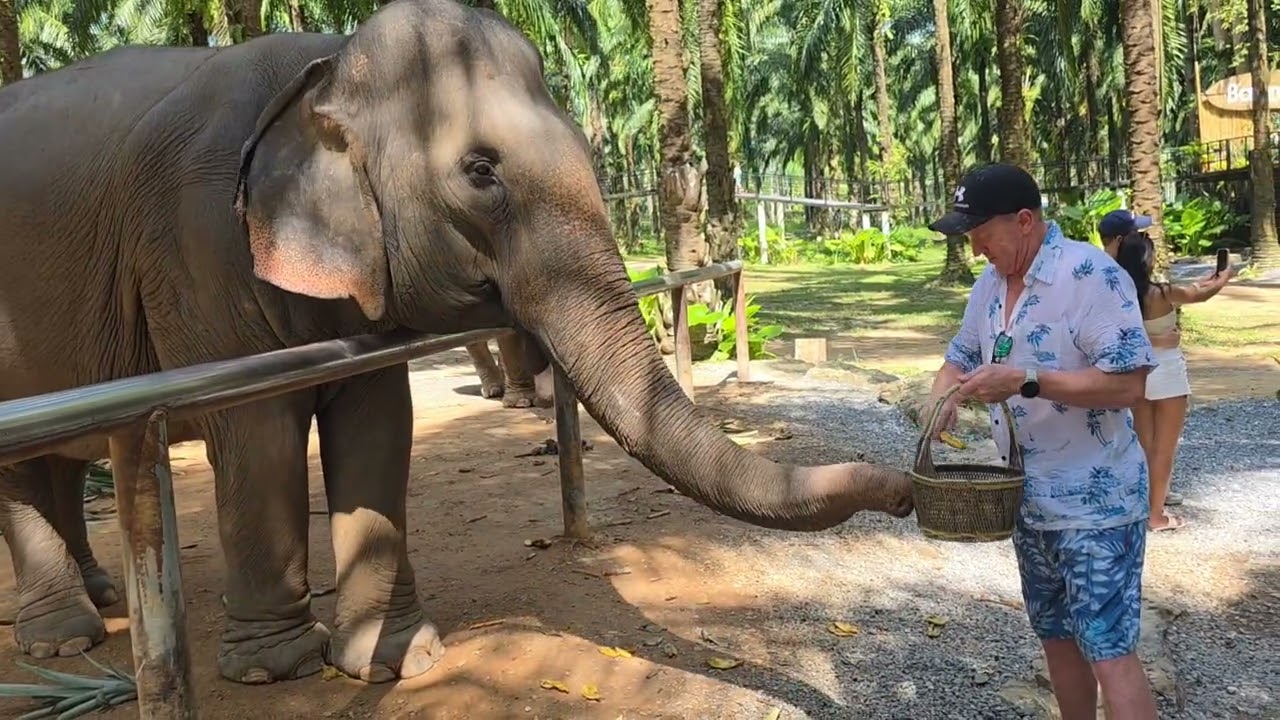 Baan Chang Cafe and Elephant interaction 