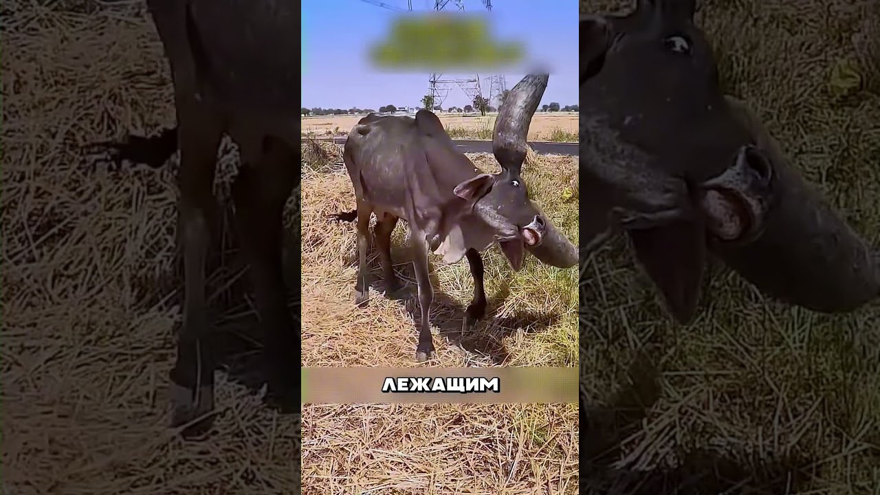 Молодого Быка ИЗГНАЛИ за его ДОСТОИНСТВО 🤯