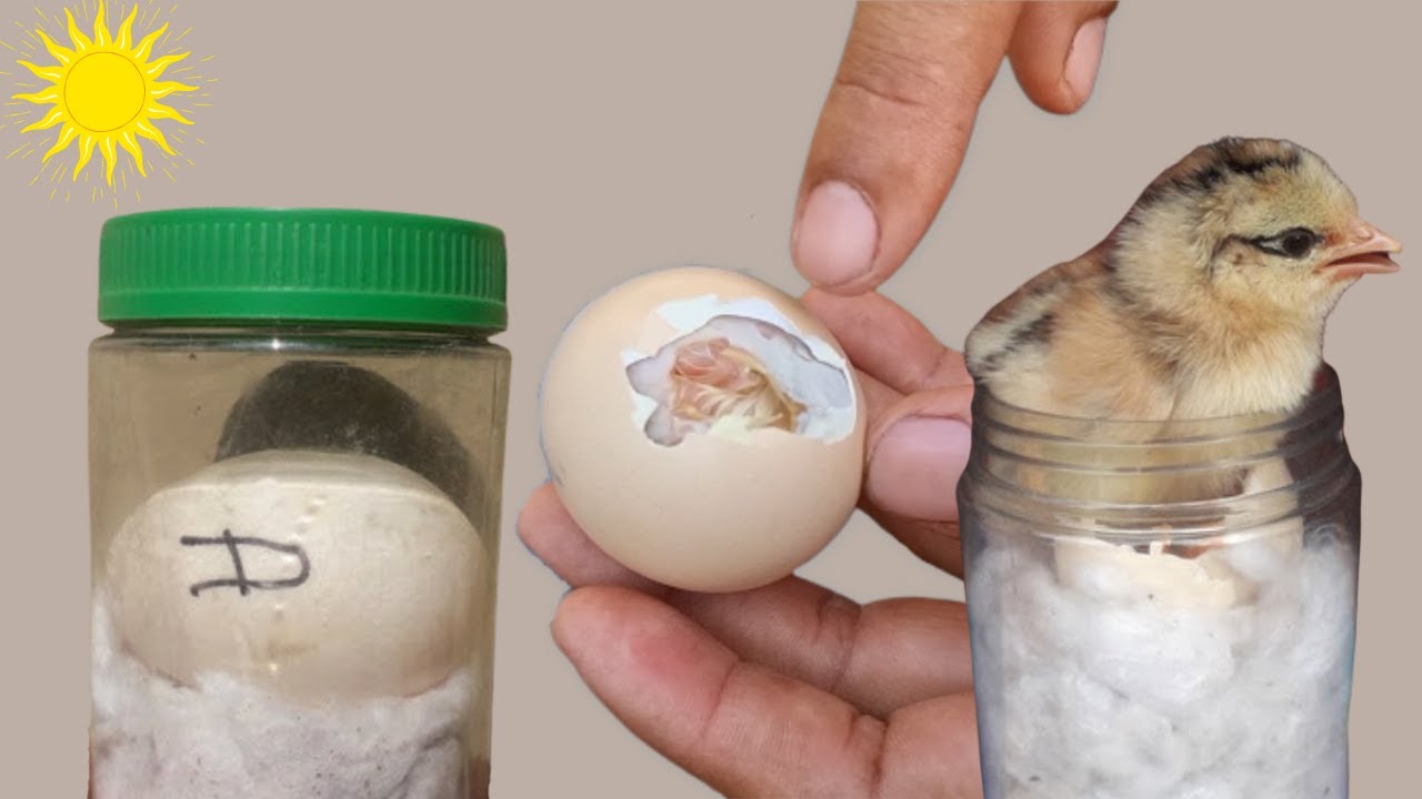 Incubar huevos 🥚 en casa sin incubadora - Ayudando a Nacer Pollito con la luz Solar ☀️