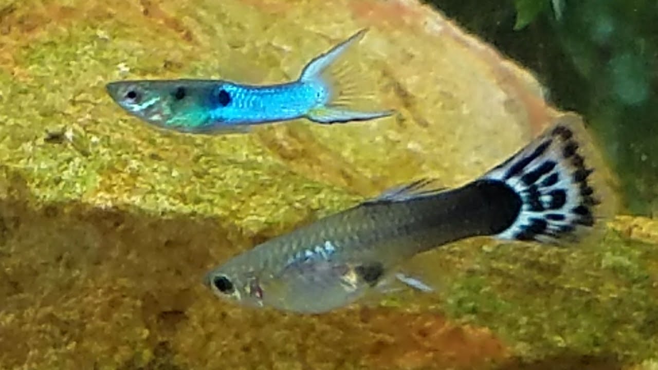 Rare Hybrid Mating Ritual Caught on Film. Endler Breeding with Guppy. Color Changing and Dancing!