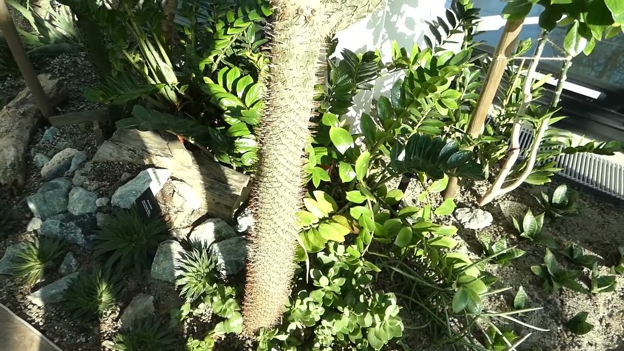Palma madagaskarska - Pachypodium lamerei