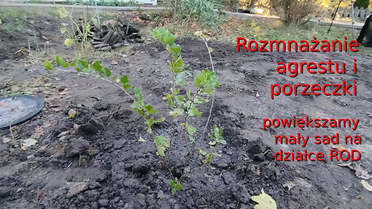 Rozmnażanie agrestu i porzeczki przez podział krzewu, powiększanie małego sadu na działce ROD.