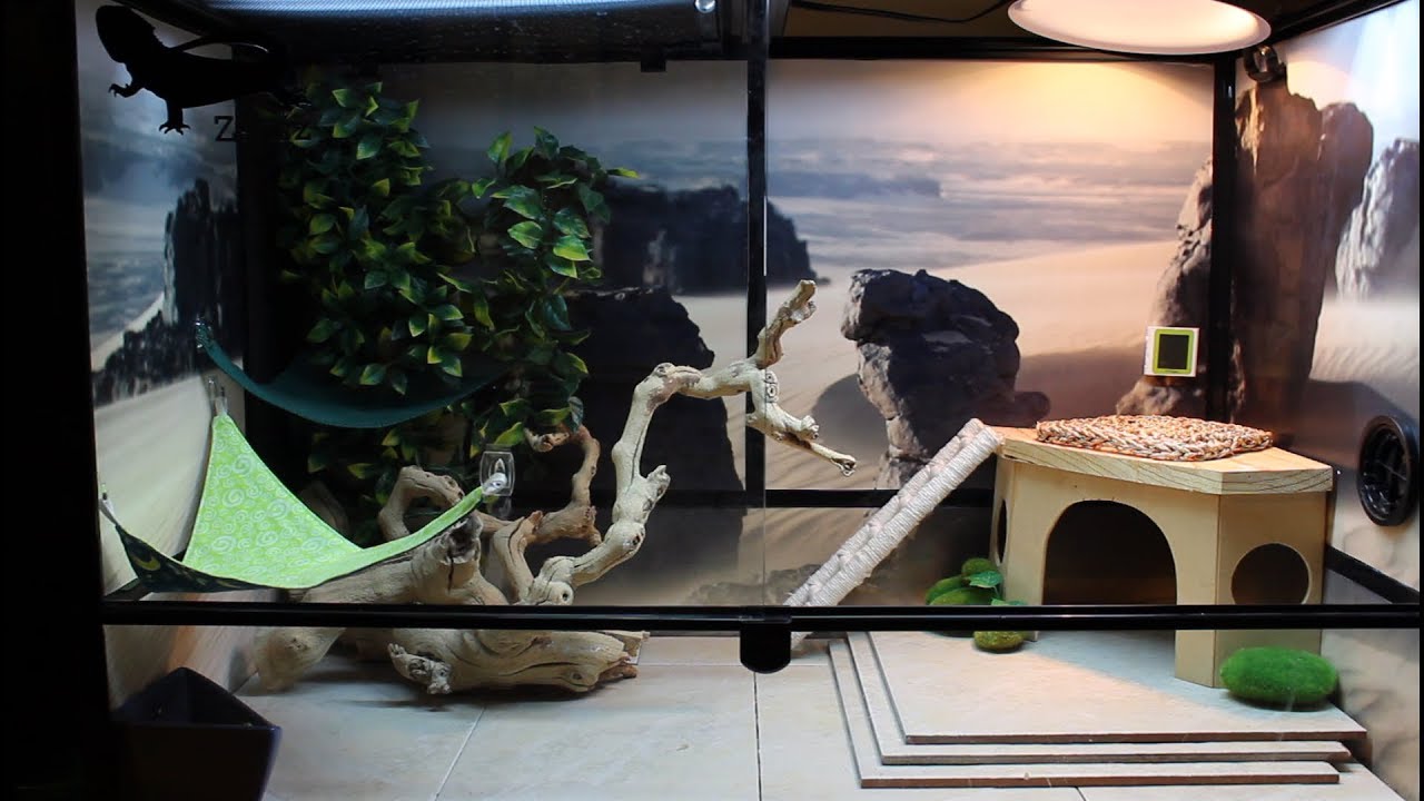 New Bearded Dragon Setup