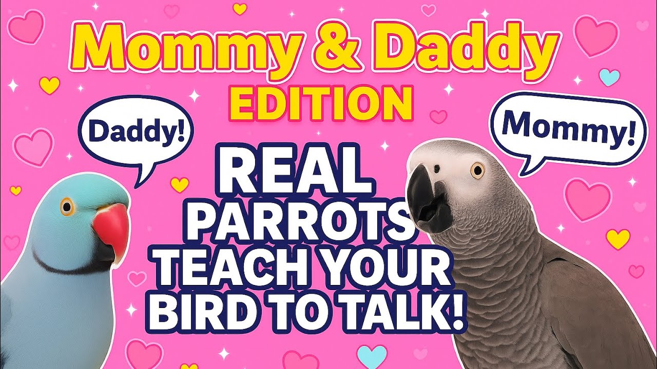 REAL Parrots Teach Your Bird How to Say Mommy & Daddy & Other Loving Words African Grey & Ringneck 