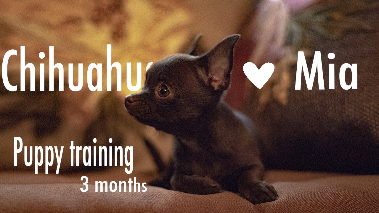 Chihuahua Mia 3 months old ~very beginning of our training~