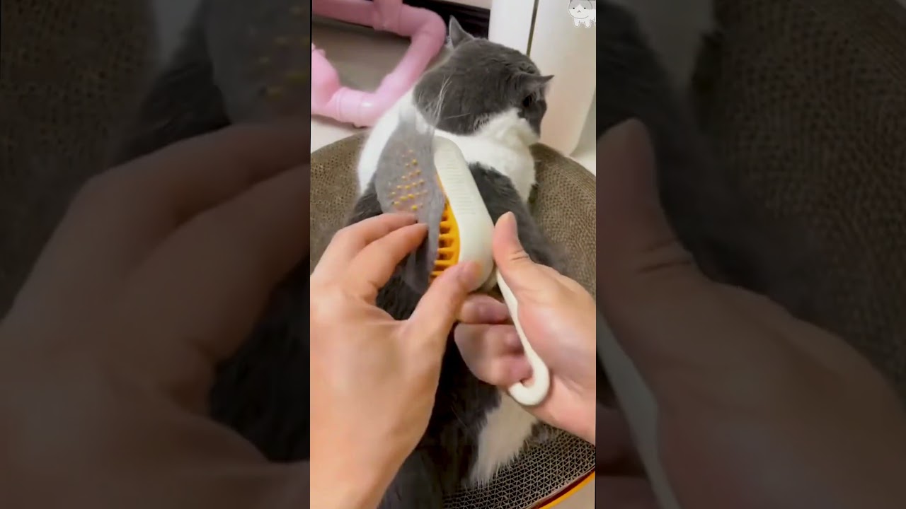 ✨Magic Pet Steam Brush &ndash; Bye Bye Shedding! 💦🐶🐱#Cat #Cats #CuteCat