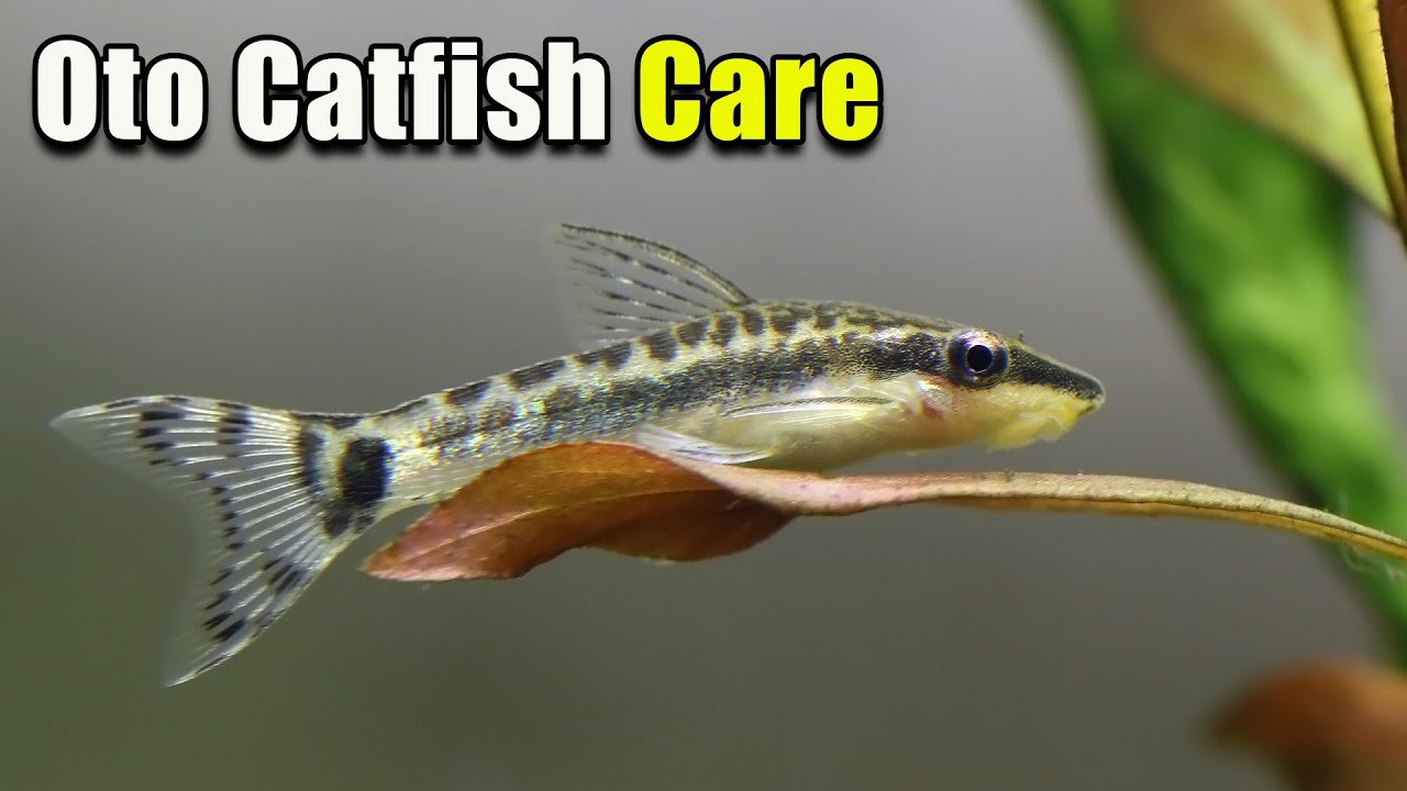 Why So Many People Fail at Keeping Otocinclus Catfish