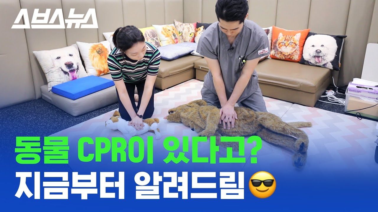 반려인이라면 반드시 알아야 할 반려동물 CPR 직접 배워봤다. (고양이, 강아지) / 스브스뉴스