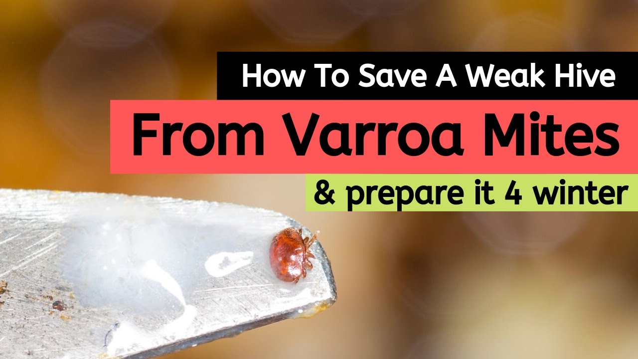 Beekeeping For Beginners - How To Save A Weak Hive From Varroa Mites & Prepare It 4 Winter.