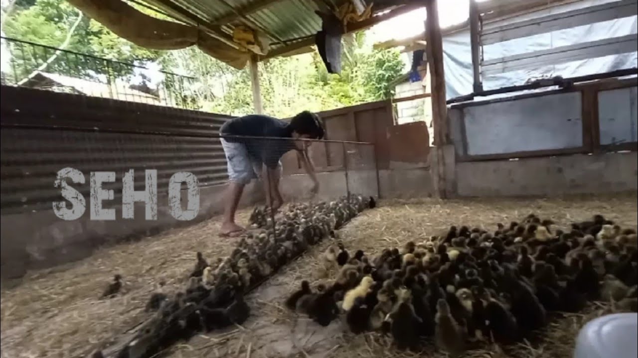 Dumayo Ako sa Bilihan ng mga Sisiw| itik pinas #bosstino