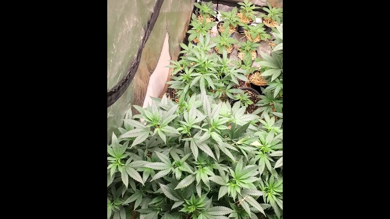 5x5 grow tent living soil mars hydro tsw 2000 grow