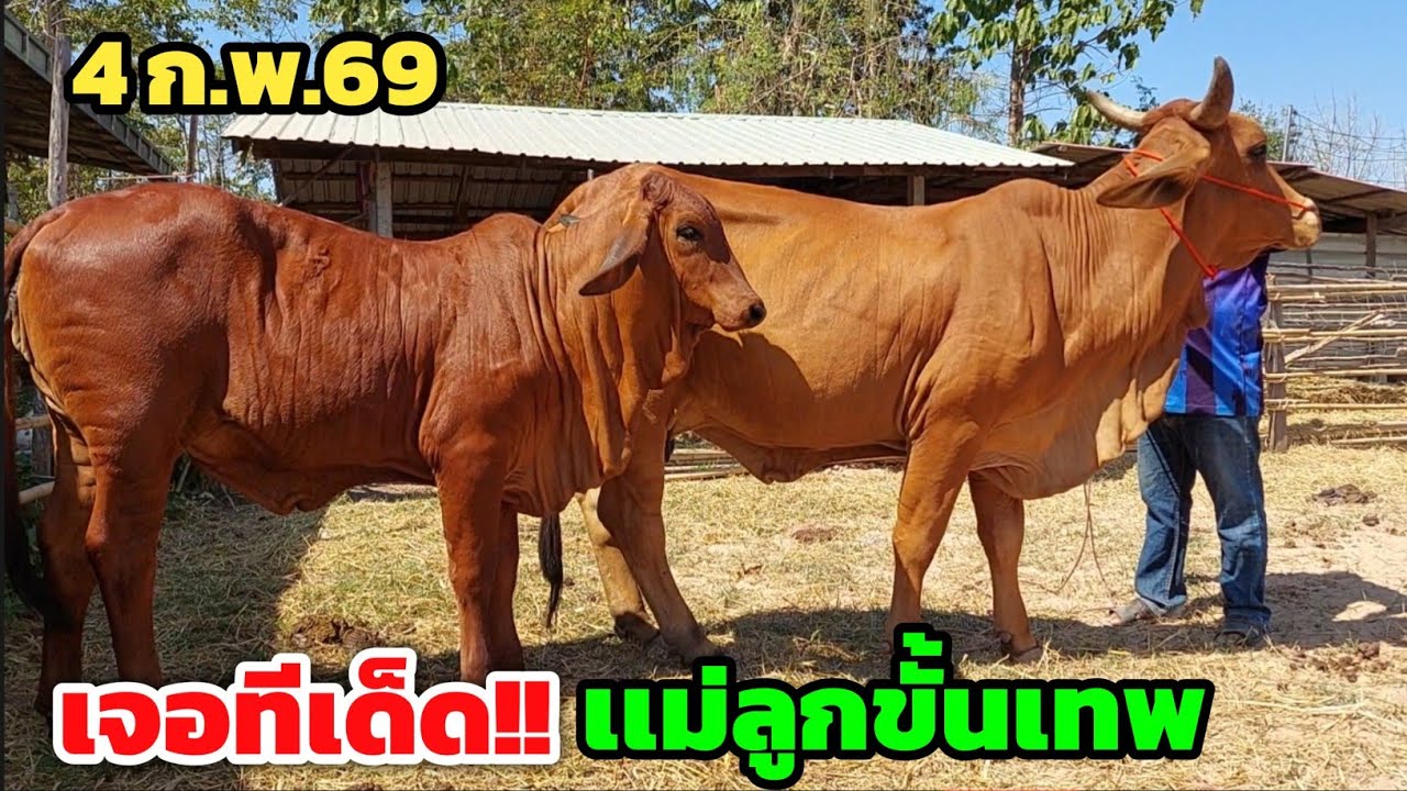 เจอของดี‼️ทีเด็ดวัวงามบรบือ แม่จ่ายลูกขั้นเทพ วัวสาวงามๆเอาไปเป็นแม่บล็อก | 4 ก.พ.69