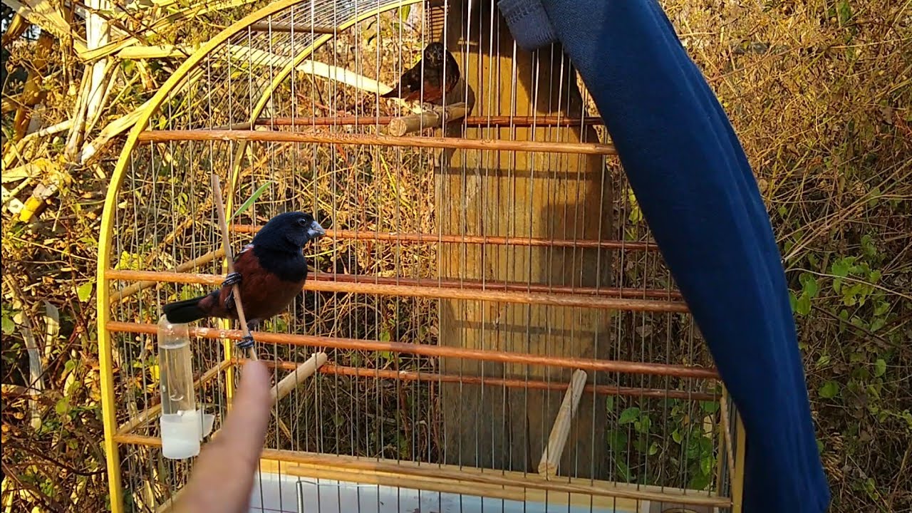 Como AMANSAR Coleiro e qualquer PÁSSARO Rápido