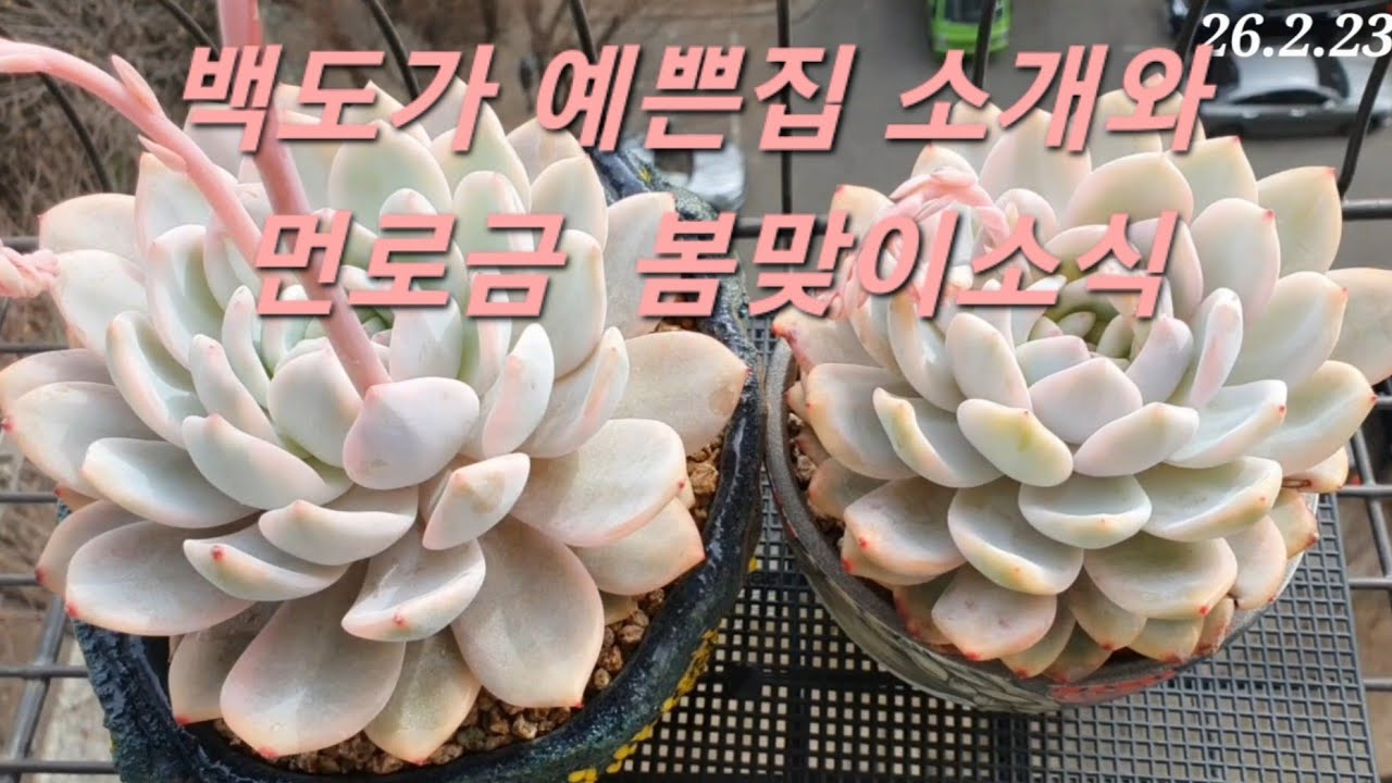 #백도다육 예쁜집소개 #먼로금 #저면관수 #아이스로즈다육 #해돋이다육 #베란다다육키우기 