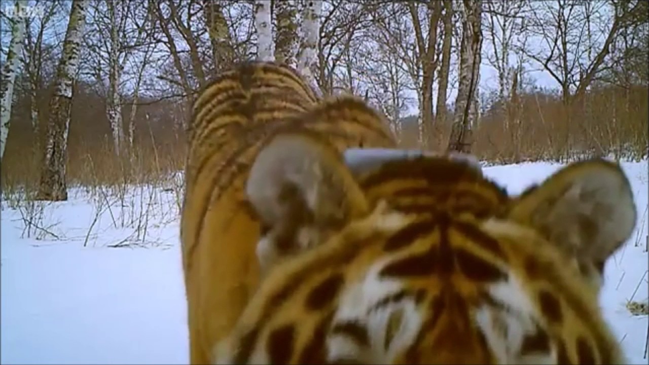 Tiger attack caught on camera *GRAPHIC*