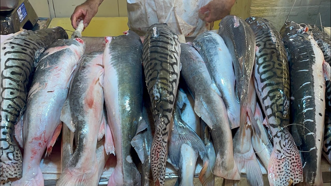 Na maior feira de Manaus, muita fartura de peixes, e muita oferta-Manaus-Am #amazon #manausamazonas