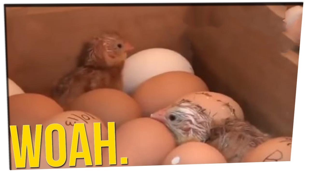 Students Have to Raise Then EAT Their Own Chickens ft. Tim DeLaGhetto & DavidSoComedy