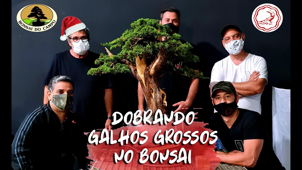 DOBRANDO GALHOS GROSSOS NO BONSAI