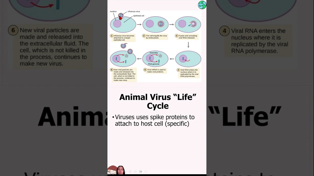 Viral Life Cycles Mobile Friendly