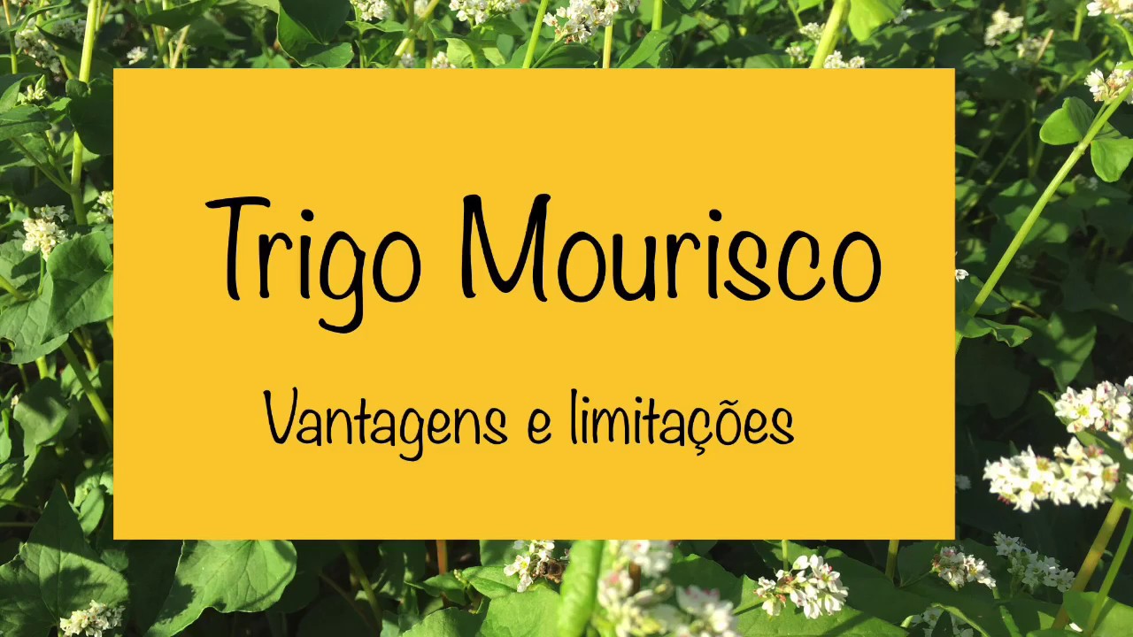 Trigo mourisco