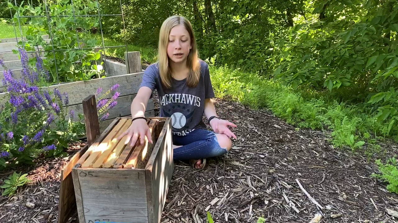 How we get free bees!💰