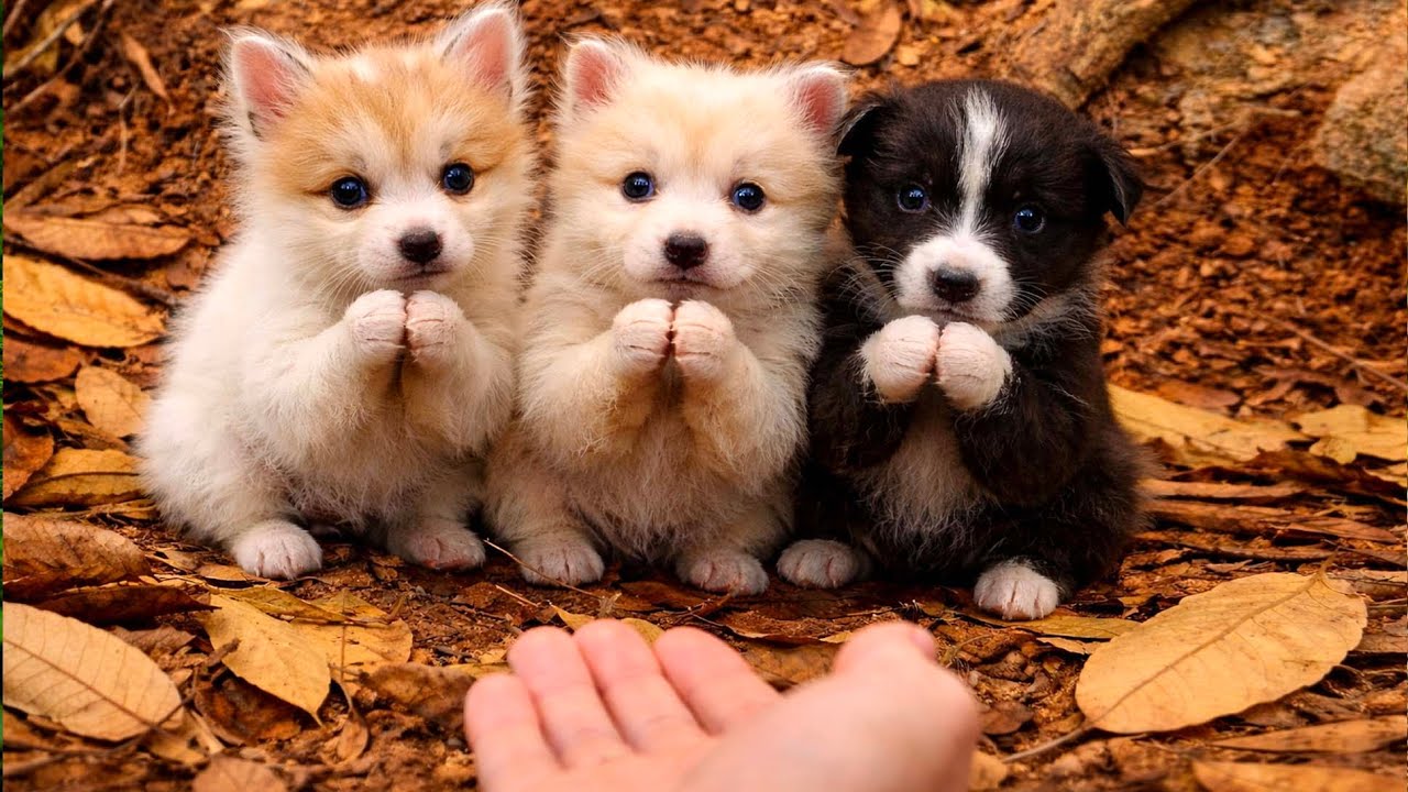Невероятная сцена в лесу: щенок 🐶 мирно живёт вместе с лисятами 🦊🐶❤❤❤