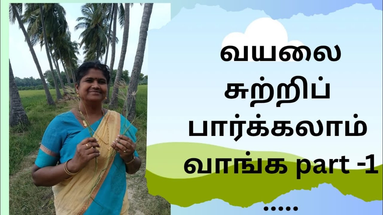 #வயலும் நானும்#vayalveli#youtubevideo #viralvideo 
