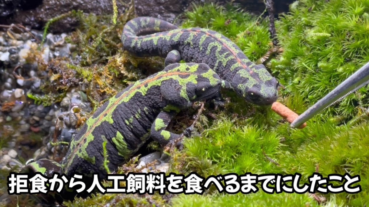 お迎えして拒食していたイモリが人工飼料を食べるまでにしたこと