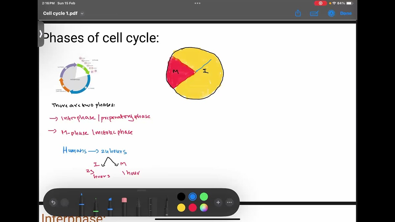 Cell cycle 1