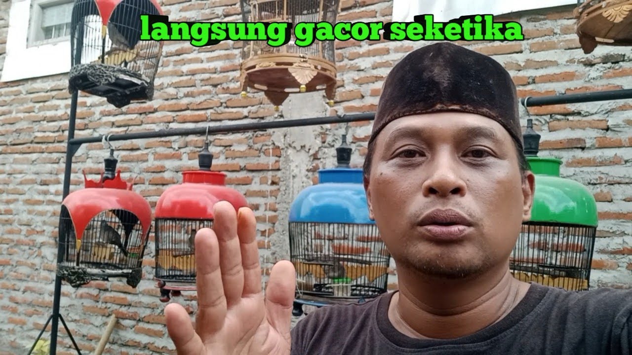 Kok bisa langsung gacor perkutut lokal alam