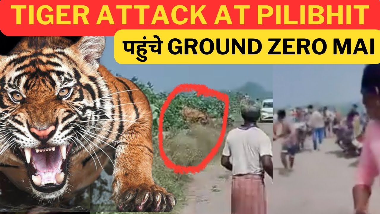 Tiger Attack At Pilibhit Tiger Reserve Near‼️ पहुंचे Ground Zero